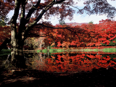 雲場池の紅葉