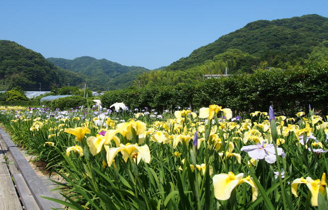 花菖蒲園１