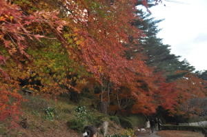 紅葉の季節は都内近郊から近い伊豆もキレイです